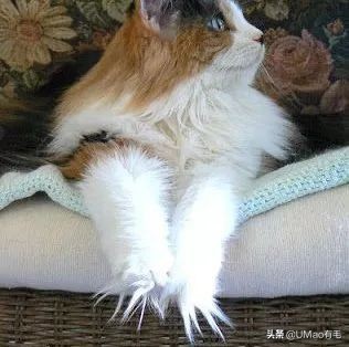 脚毛太长要刮掉吗,脚毛太长了能不能刮