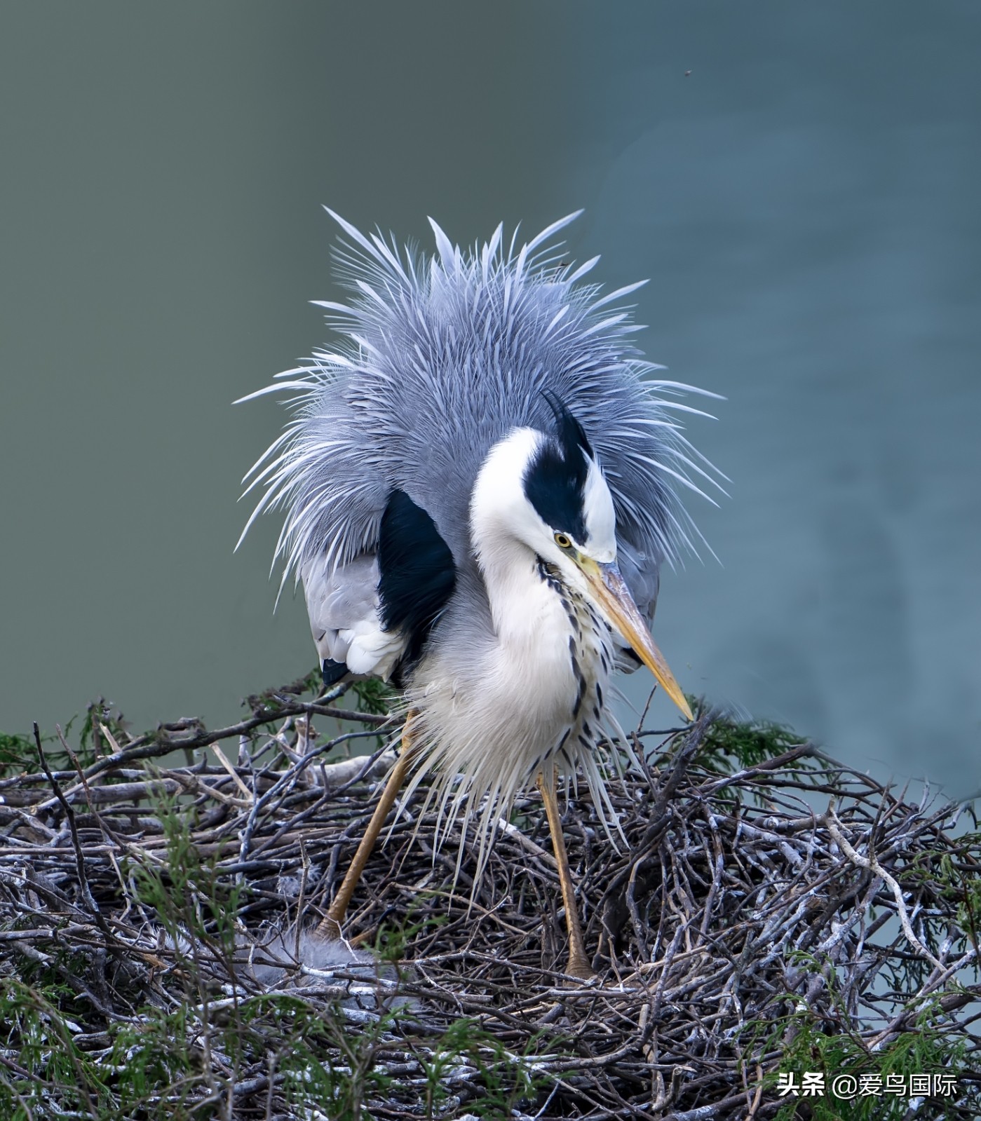鸟类欣赏,鸟类观鸟图片
