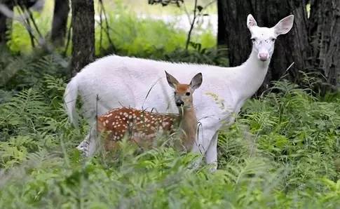 这100种动物你都认识吗,10种从未见过的动物