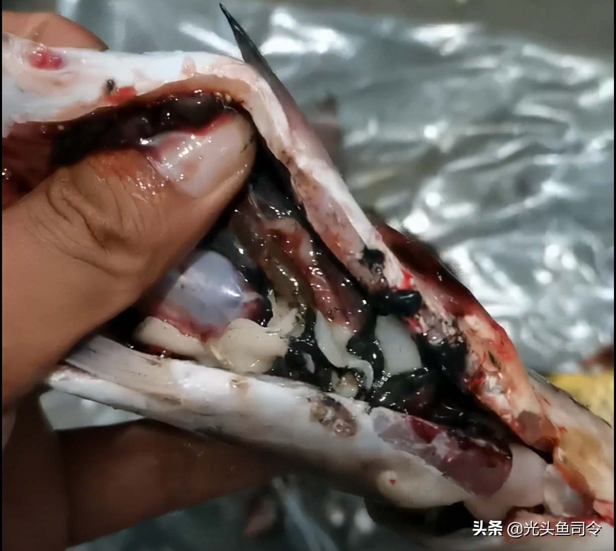 常见几种鱼体寄生虫,鱼类身上肉眼可见的寄生虫