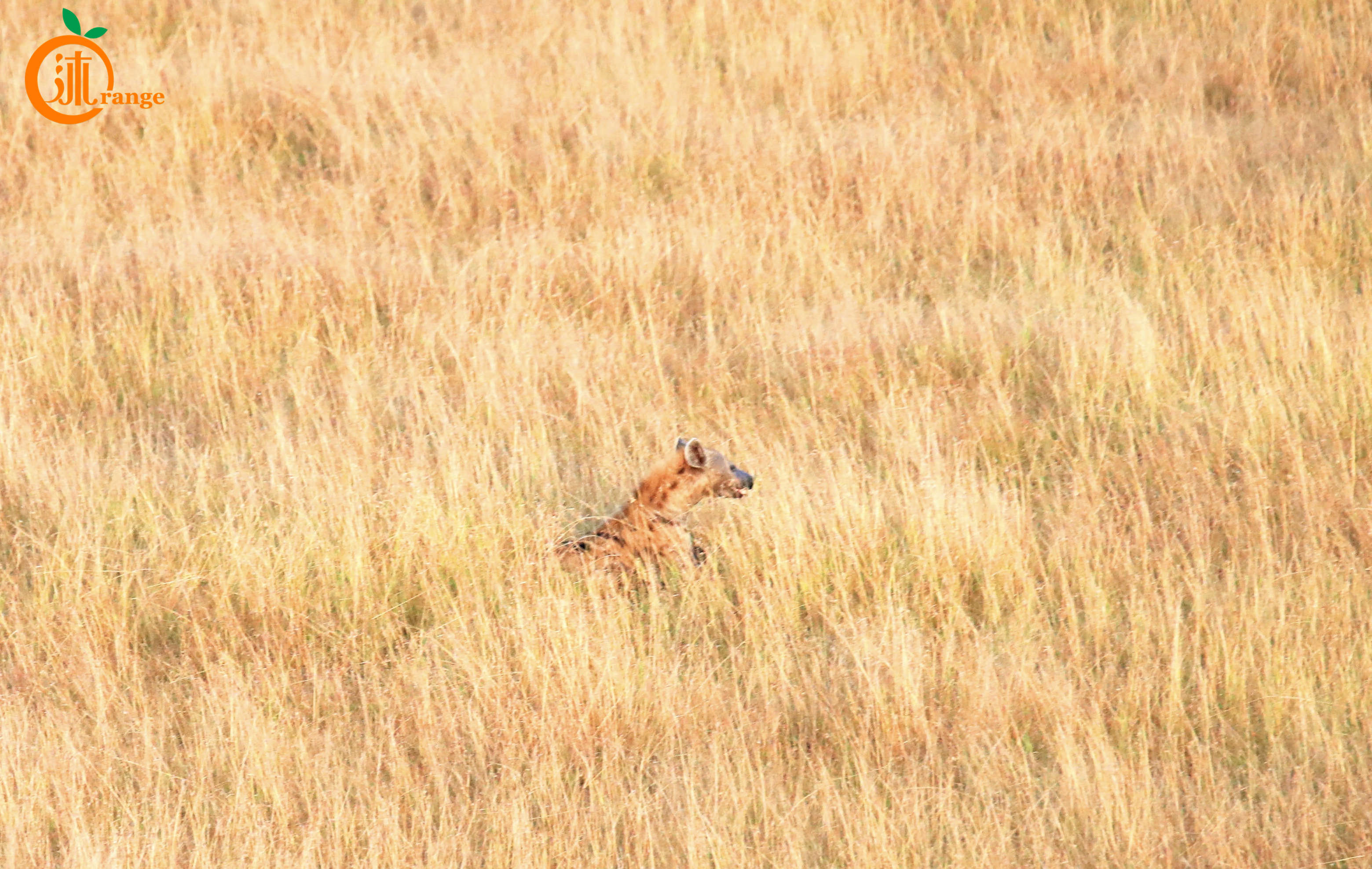 世界最昂贵的热气球在哪儿,热气球最贵多少钱