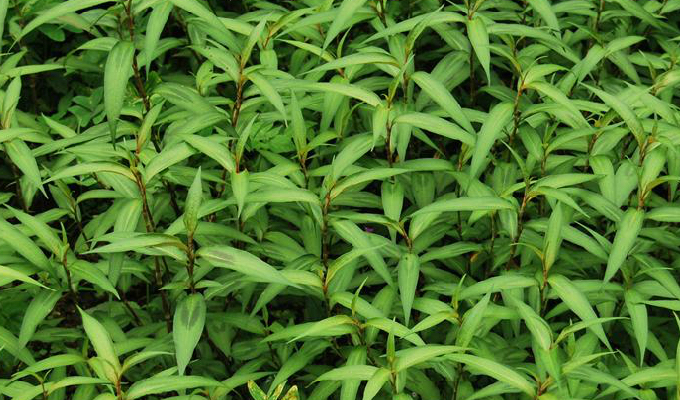 水蓼根图片,水蓼的价格