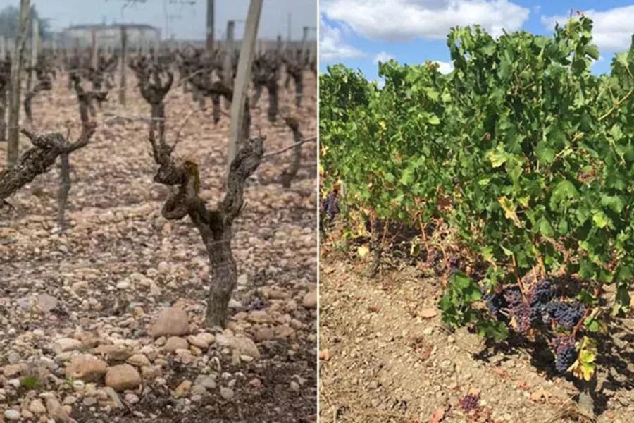 法国波尔多葡萄酒,简单如123456789