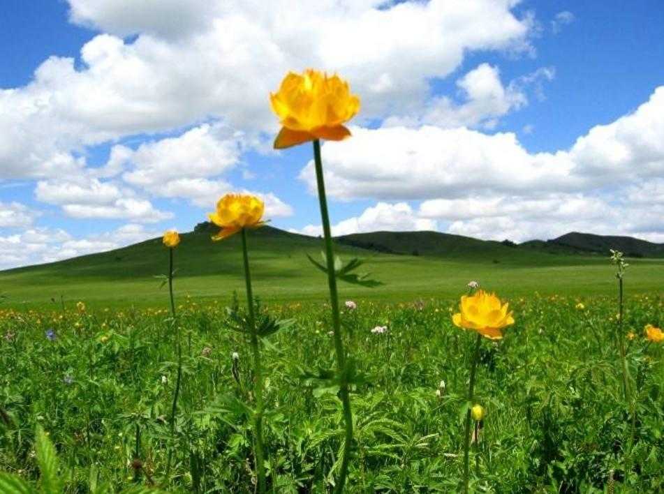 金莲花长什么样,植物百科月季花