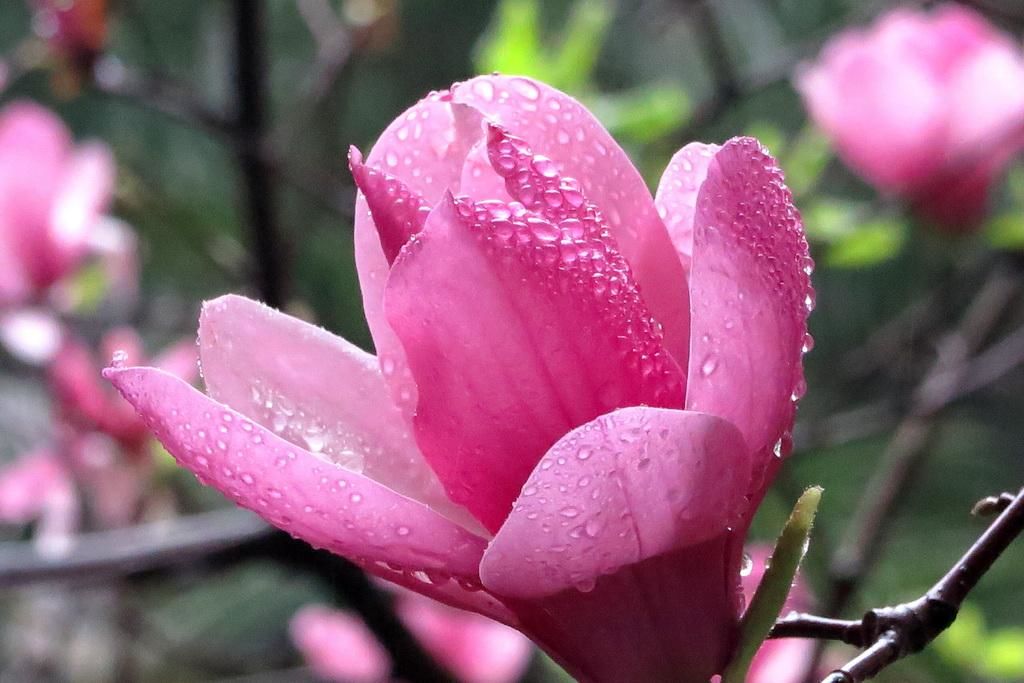 木兰花冬季养护,木兰花平时养护