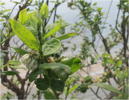 蓝莓园害虫的症状和防治,蓝莓地下害虫蛴螬防治