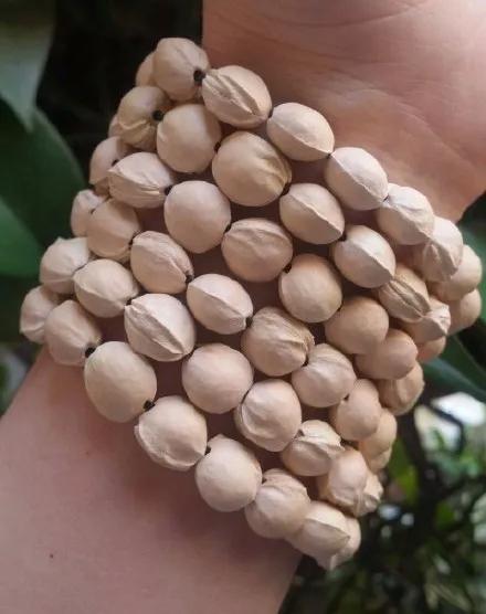 吃剩的水果核不要丢弃,吃剩的樱桃籽能种吗