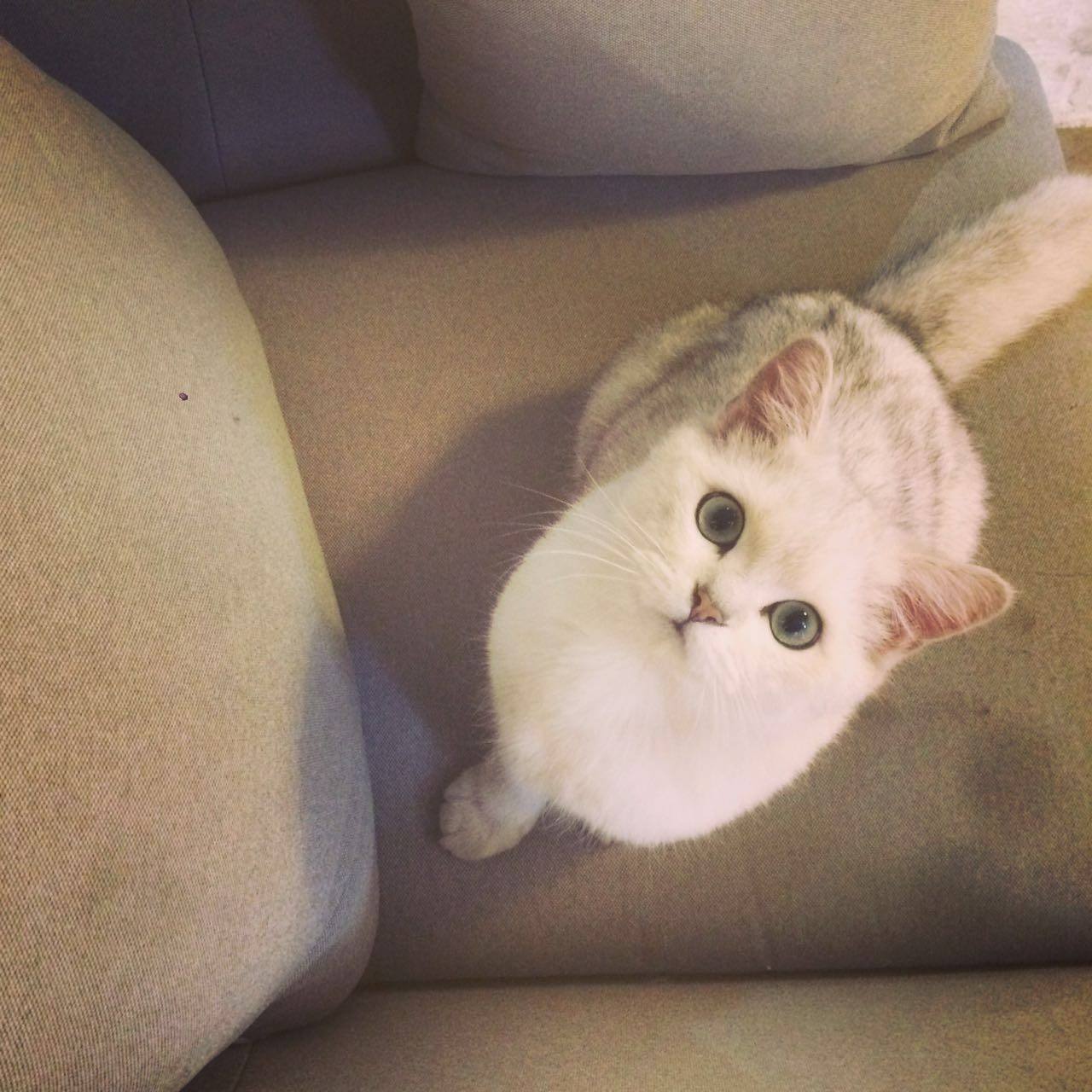 官方辟谣猫和老鼠,猫咪对人的友好表现是什么