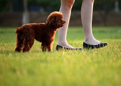 泰迪犯错该怎么惩罚她,泰迪犯错了怎么才能让它长教训