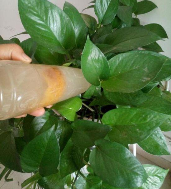 橘子皮养花施什么肥好用,橘子皮肥料适合种菜吗