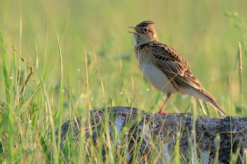适合在家养的宠物鸟有哪些,不知道养什么观赏鱼
