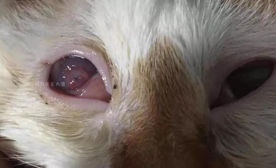 眼角膜溃烂能做角膜移植手术吗,双眼角膜溃疡