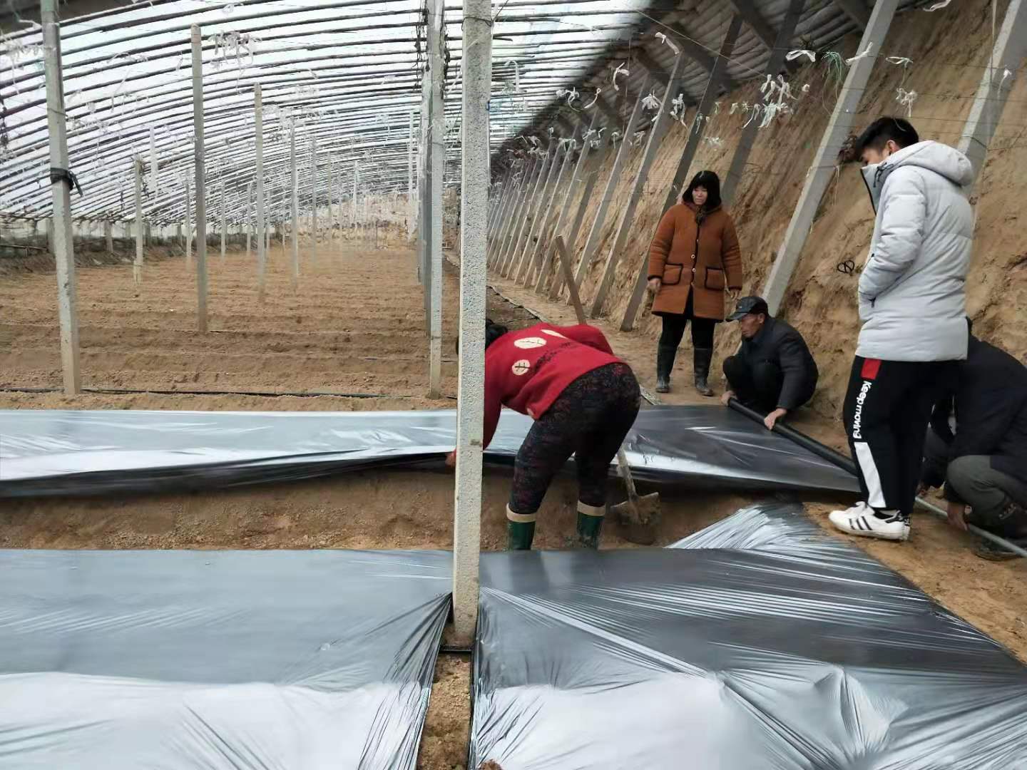 种植番茄盖地膜的正确方法图片,番茄种植地膜要不要全覆盖