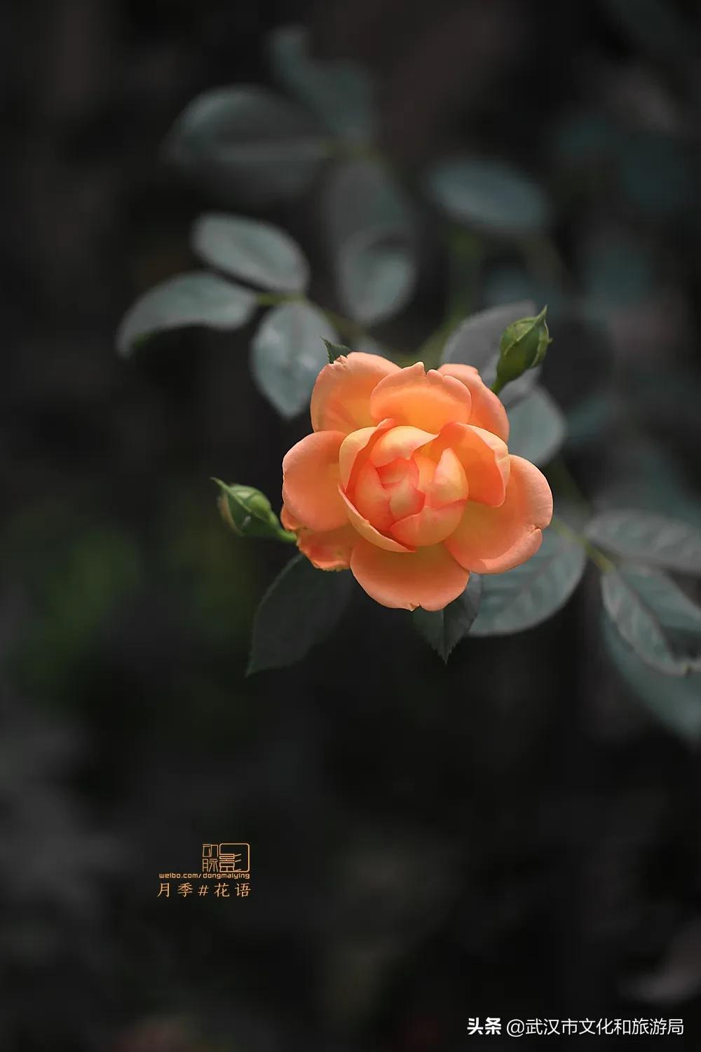 2019年4月武汉赏花攻略,武汉秋季赏花推荐最新