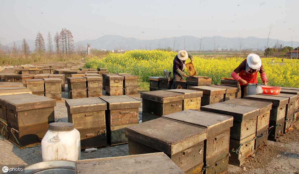 如何养蜜蜂的最佳方法,如何养蜜蜂教程视频