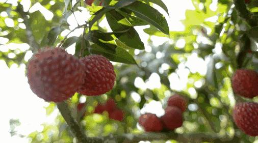 吃完这桌荔枝菜，我明白了荔枝圈的隐形鄙视链