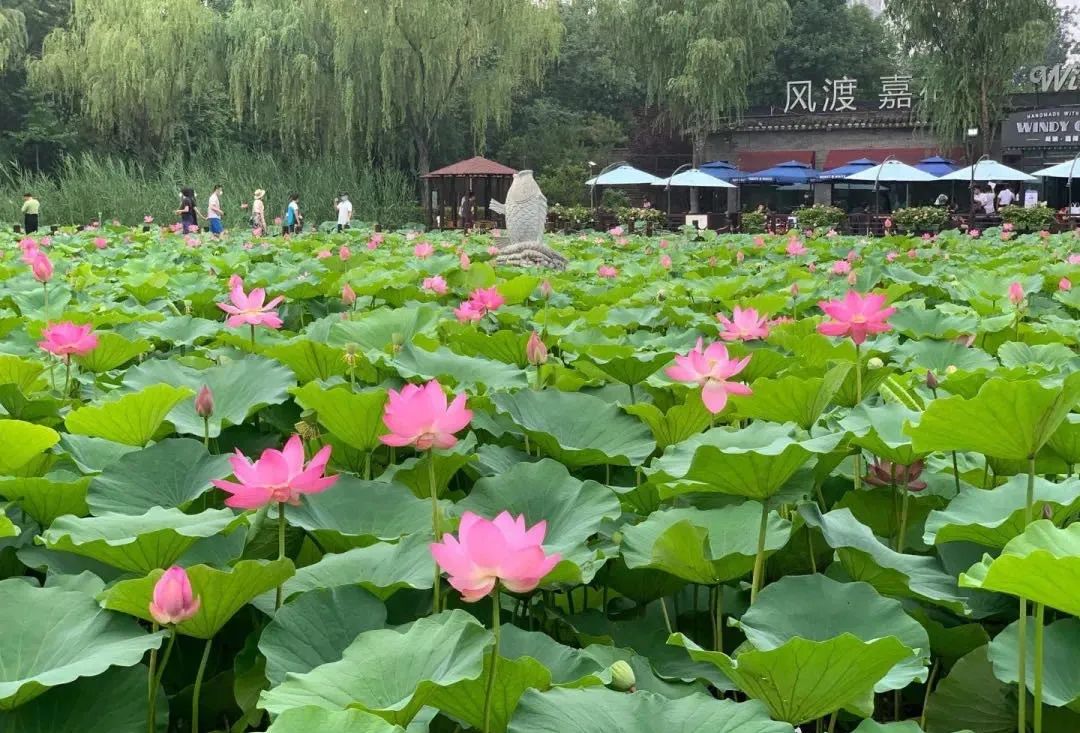 缃戝弸鍒嗕韩鍖椾含璧忚姳鎸囧崡,鍖椾含璧忚姳鎸囧崡