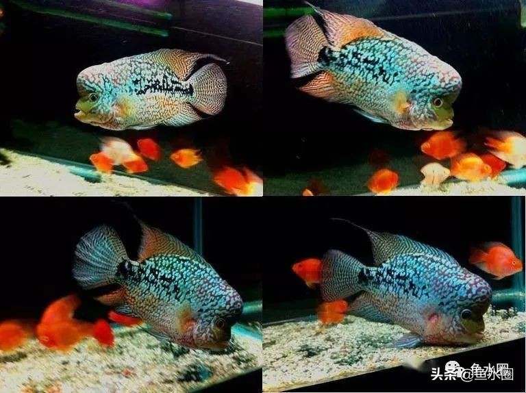 罗汉鱼身上亮片少是什么品种,罗汉鱼血麒麟和火凤哪个品种好