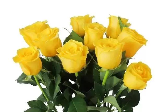 玫瑰花有哪些品种,玫瑰花有哪些品种大全