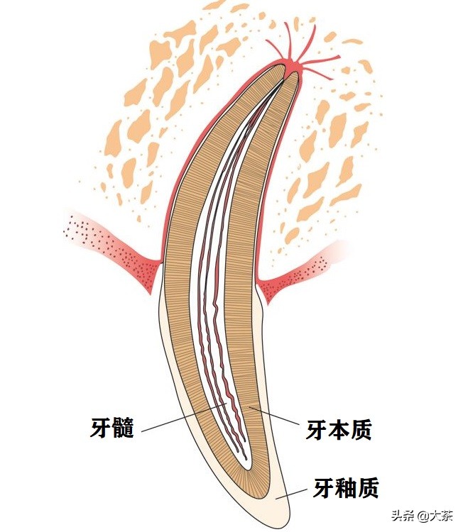 猫咪的牙齿断了一截有红点,猫咪牙齿断了一截怎么办