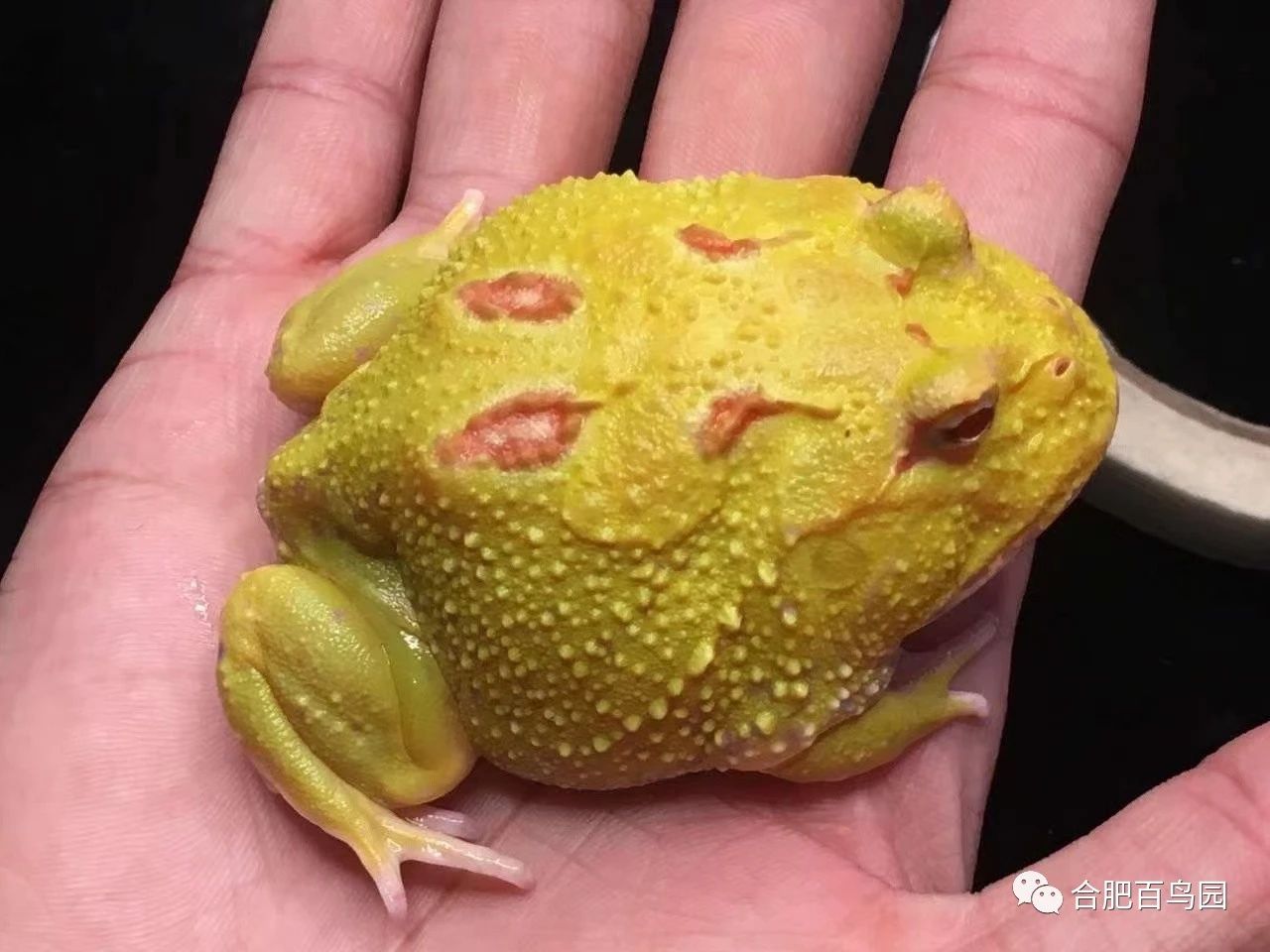 祝大家初五迎财神迎幸福,祝家人和朋友们初五迎财神