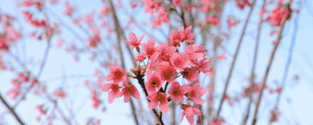 传疯了！北京第一美女找工作，简历惊呆全国！