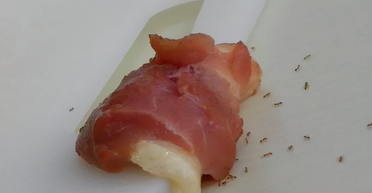 家里出现的十种虫子图片及名称,家里经常出现的虫子有哪些