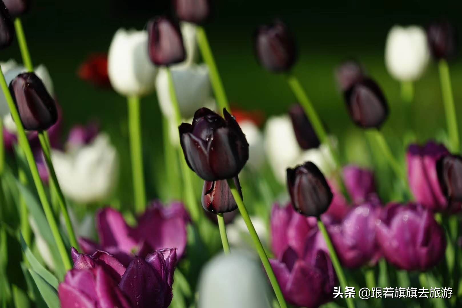 北京香山郁金香,帝都郁金香