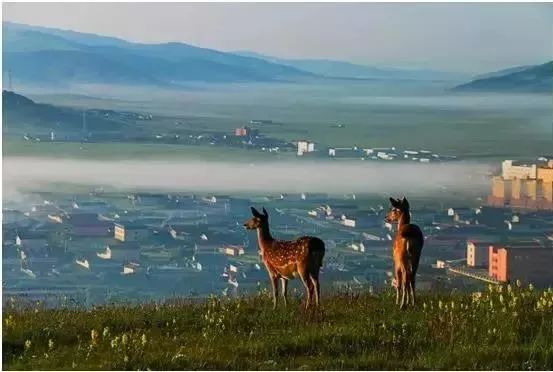 若诗若画若尔盖美景,若诗若画若尔盖文案