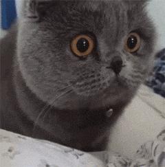 黑心猫粮骗局揭秘图解,揭秘猫粮骗局视频大全