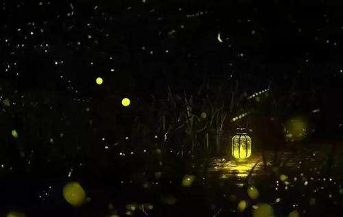 农村有萤火虫现在怎么没了,以前农村常见的萤火虫