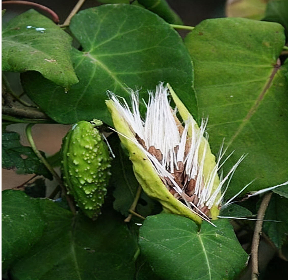含12生肖的植物名,用十二生肖组成的植物名