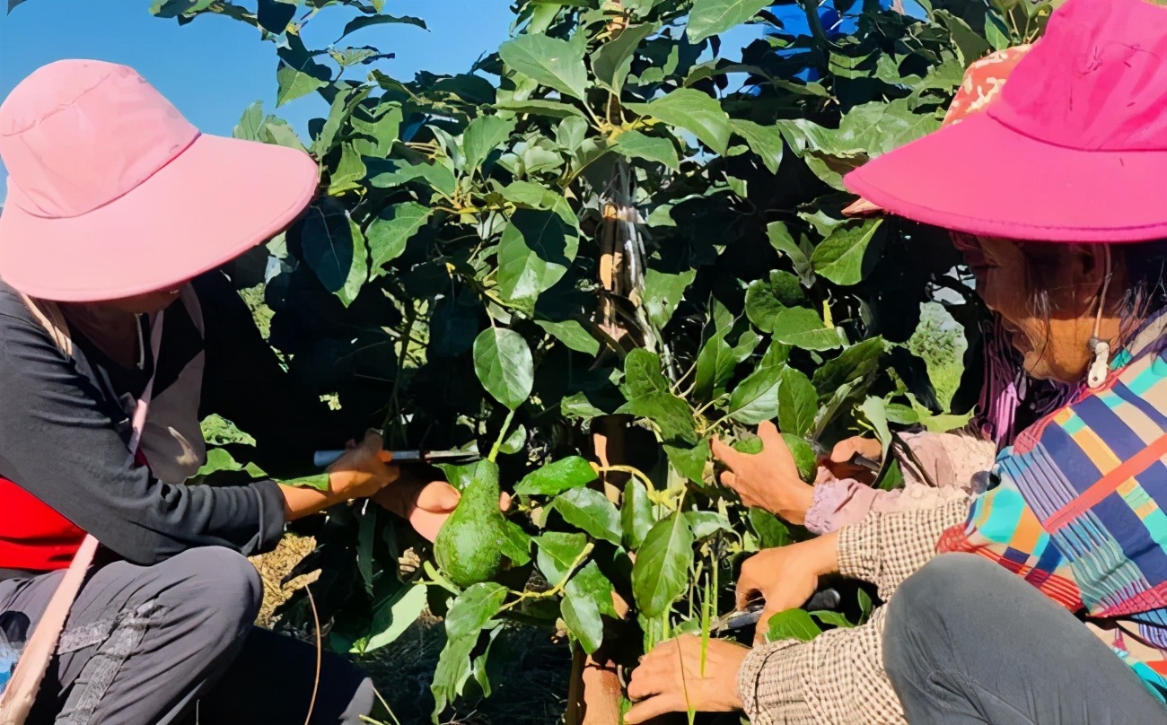 50元一斤草莓被骗,一颗60元白色草莓