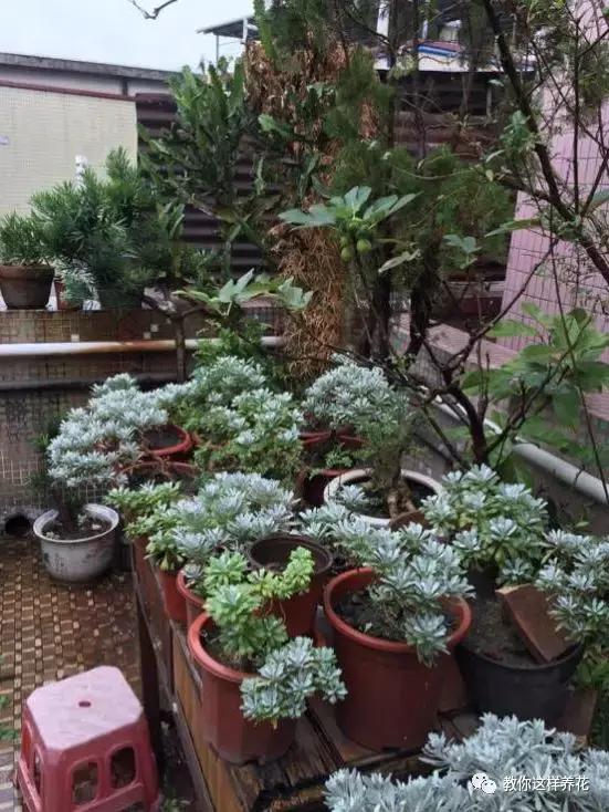 屋里阴冷适合养什么花,密封房间养什么花去味