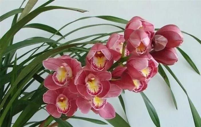 五种最具欣赏价值的兰花,欣赏史上最全的兰花