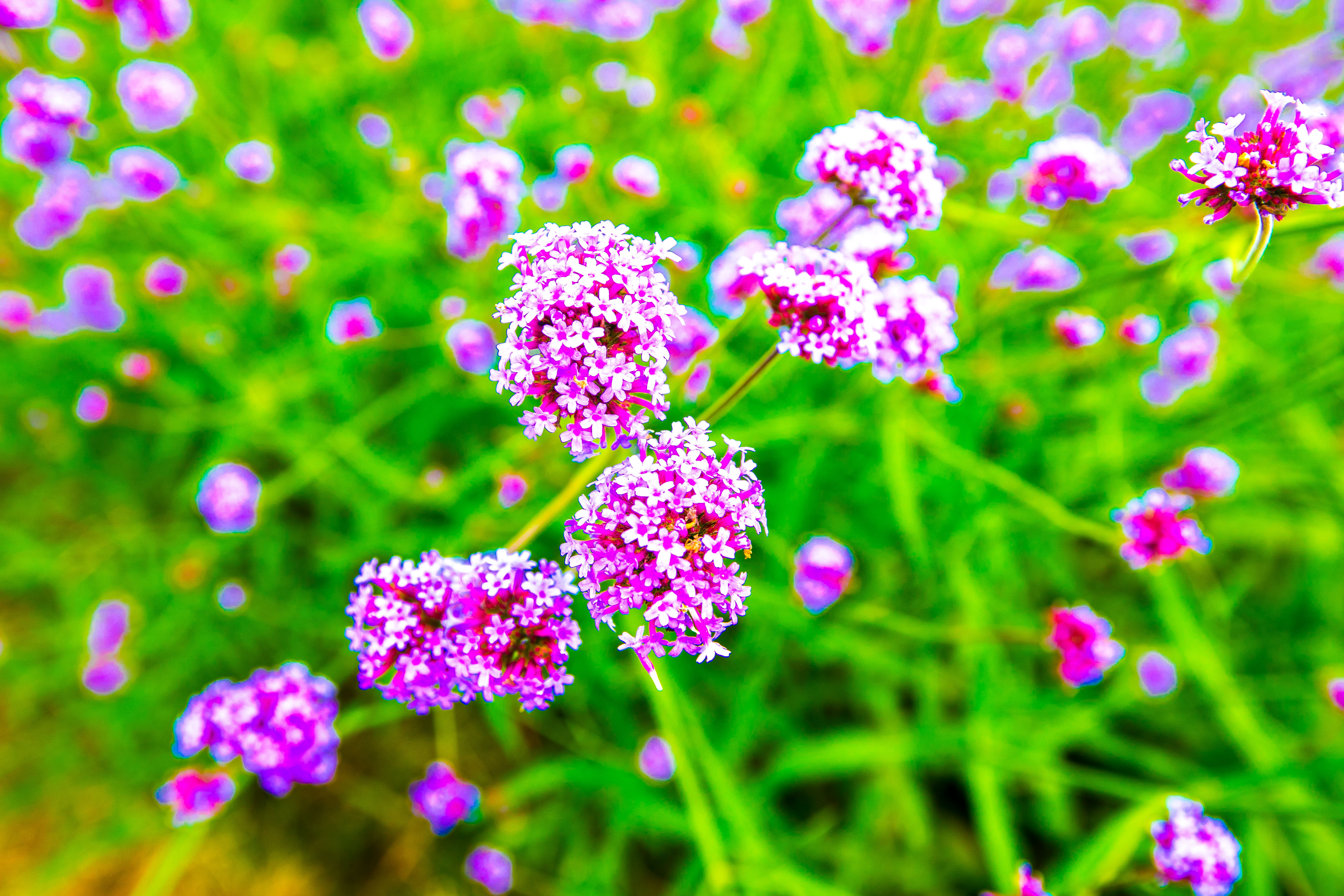 与乌镇齐名的江南水乡,与乌镇相似的小镇