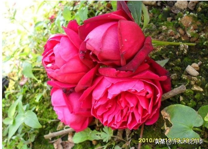 完全无刺的月季花,月季没刺的品种