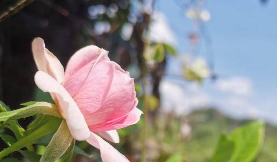 巨头纷争之下,自动驾驶“大蛋糕”会入谁口?