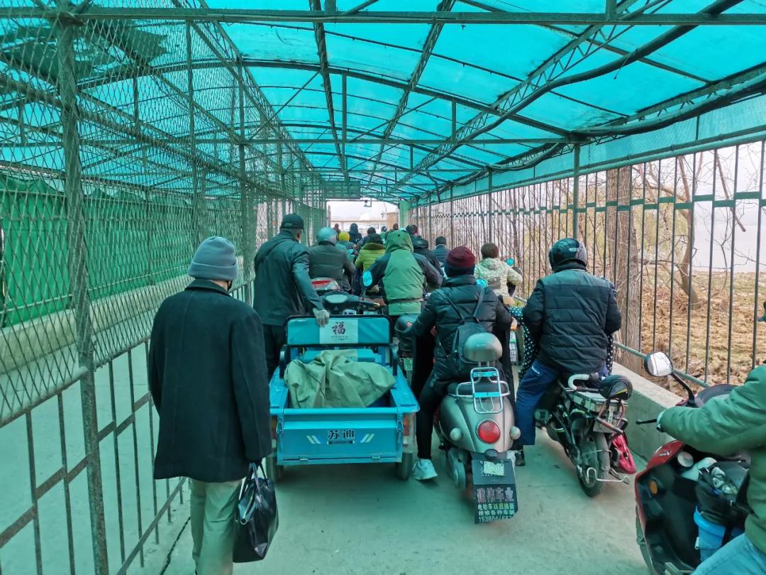 南京城市野菜猎人实录