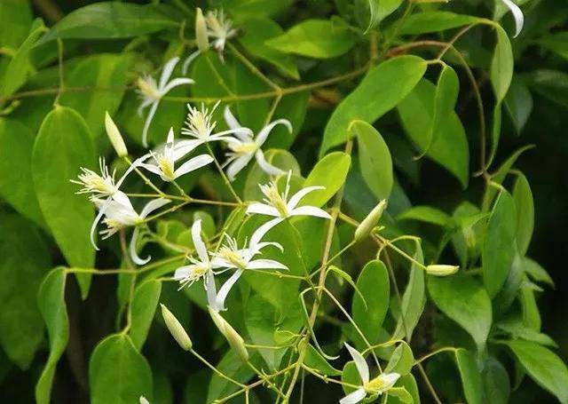 珂润跟片仔癀哪个好,片仔癀和珂润哪个好用