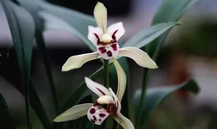 五种最具欣赏价值的兰花,欣赏史上最全的兰花