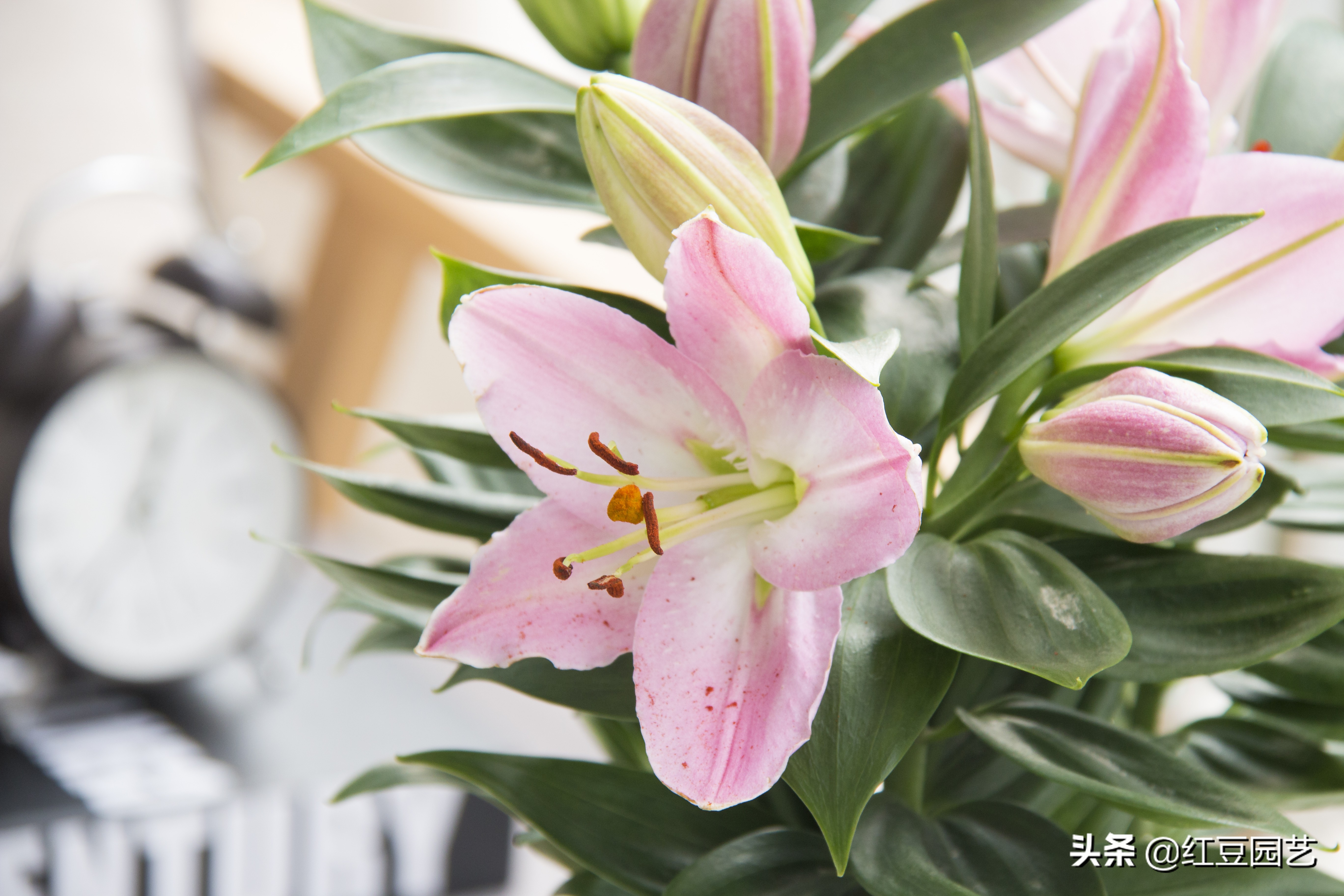 香水百合怎么养可以长期开花,香水百合怎么养才长得好