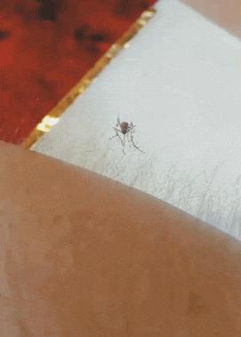 各种搞笑方法干掉蚊子,如何一次干掉100只蚊子