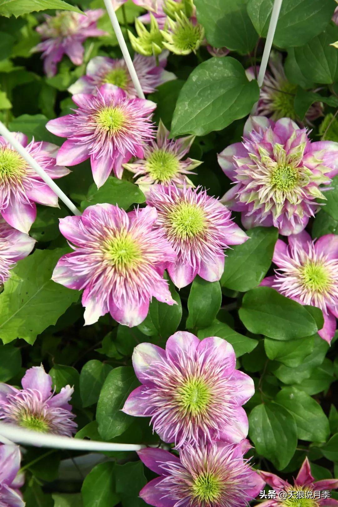 铁线莲折扣,铁线莲哪款值得入手