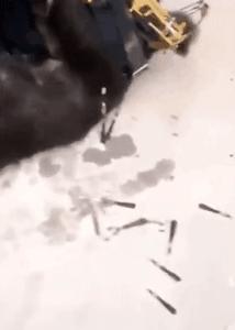 偷狗打了毒针这狗肉还能吃吗,吃狗肉健康吗