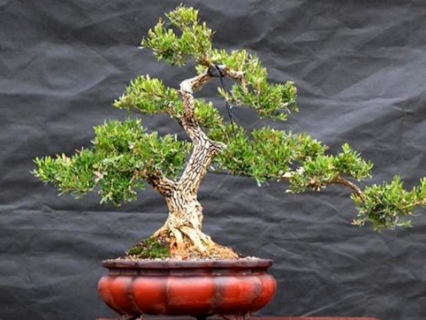 黄杨树黄叶如何处理视频教程,黄杨黄叶怎么补救