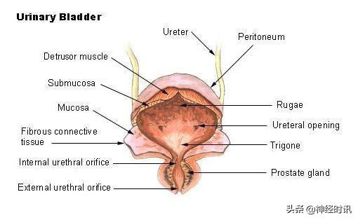 肾脏输尿管膀胱前列腺结构,肾输尿管膀胱解剖示意图