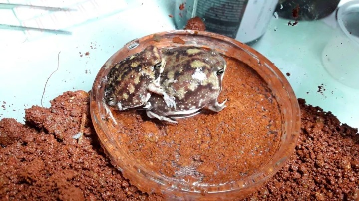 馒头蛙蝌蚪,馒头蛙蝌蚪形态