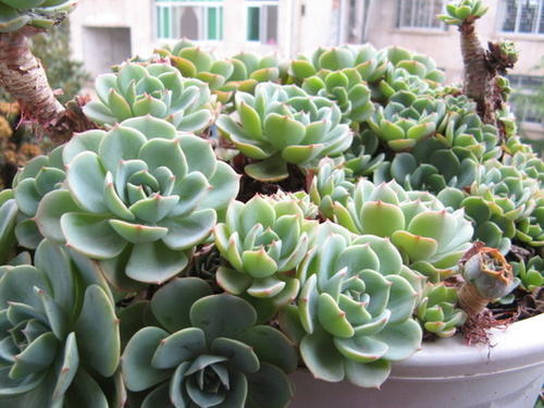 玉蝶多肉怎么修剪成多头,玉蝶怎么从一个头变多头