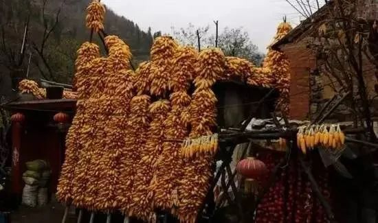 老嫂子直播间,老嫂嫂